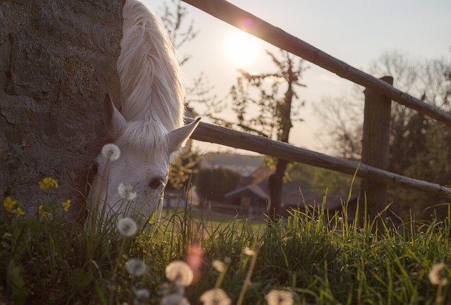 Le cheval et son régime alimentaire